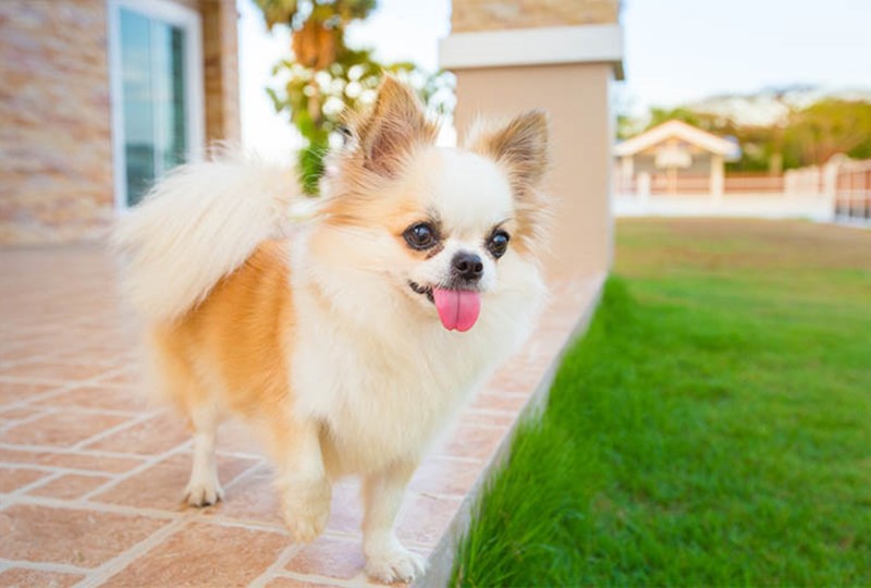 Dog in backyard