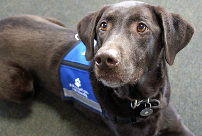 dog with service animal vest