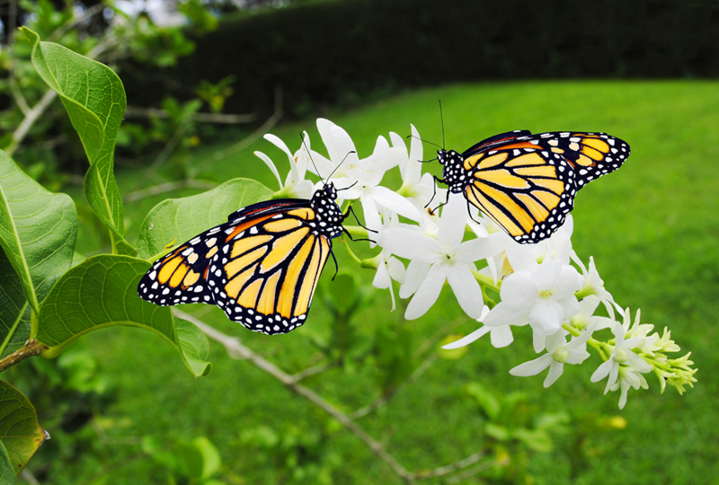 Pollinator gardens