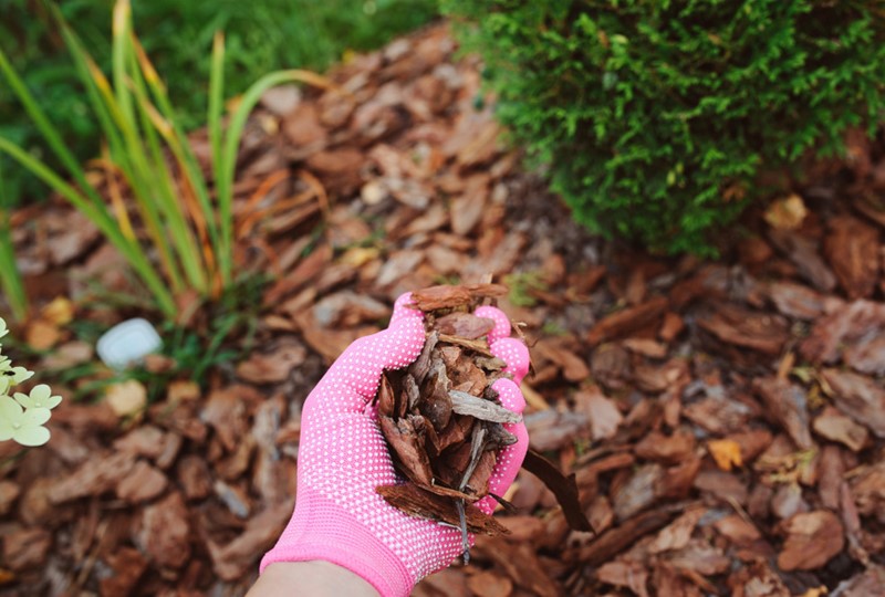 Putting mulch in a garden