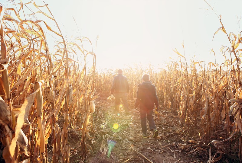 Fall field