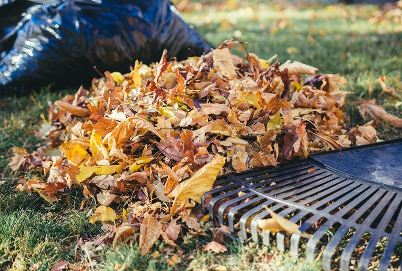 Fall leaf disposal