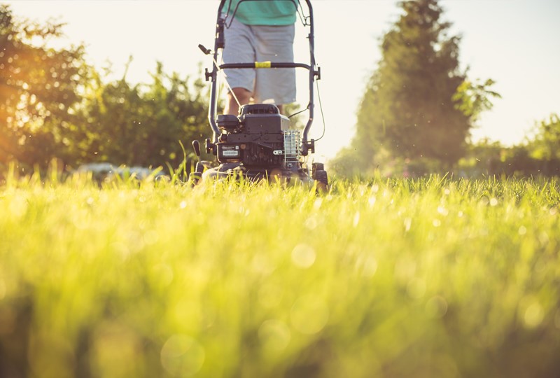 pollinator-friendly yard