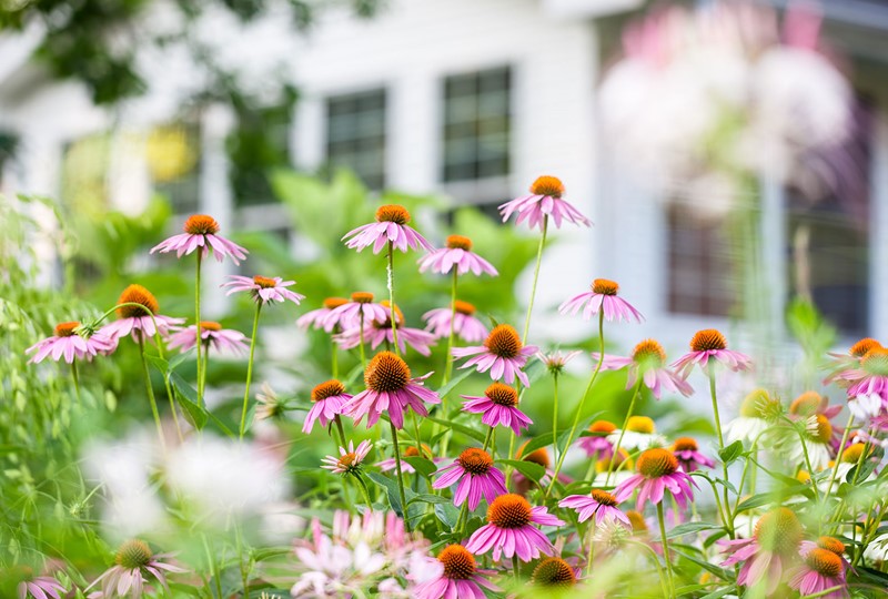 Patio Garden