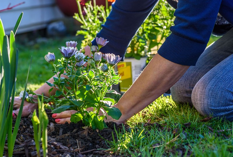 /media/3890/splitting-perennials-april-2024.jpg